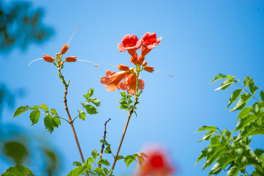 天空凌霄花