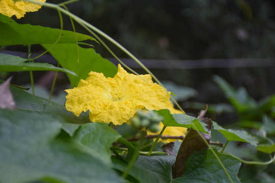 丝瓜花