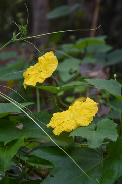 丝瓜花