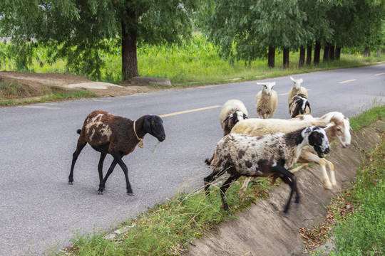 奔跑的羊群