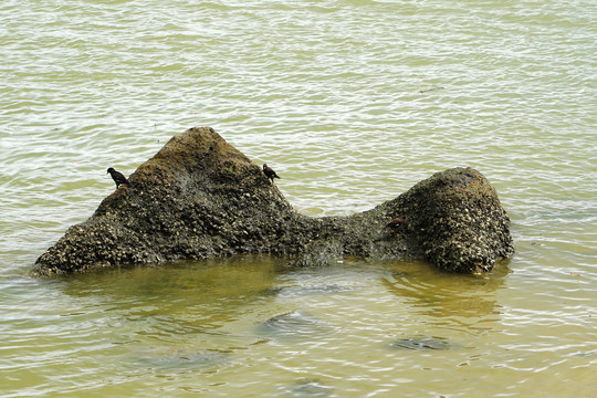 海边石头上三只鸟儿在觅食
