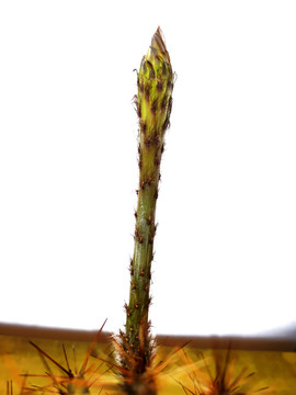 仙人棒花枝干