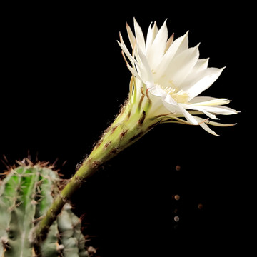 仙人棒开花