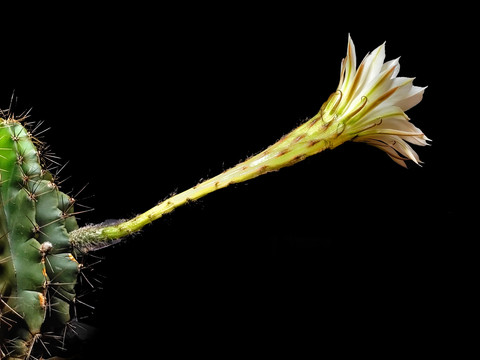 仙人棒开花