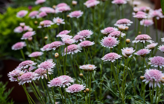 小雏菊