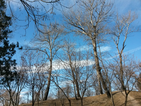 冬季晴天的圓明園