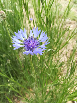 蓝花矢车菊