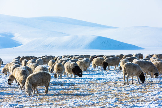 冬季草原雪地羊群