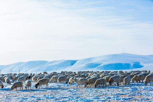 冬季草原雪原羊群