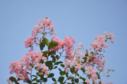 紫薇花树