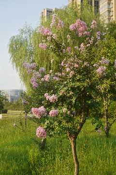 紫薇花树