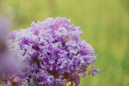 唯美紫薇花