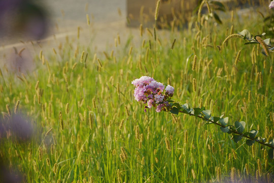 紫薇花花枝