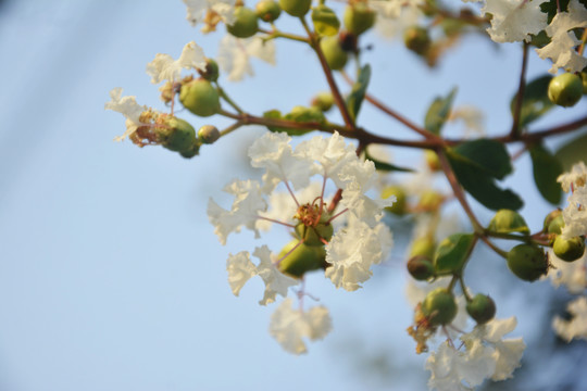 白色紫薇花