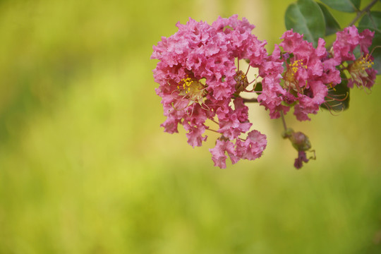 紫薇花开