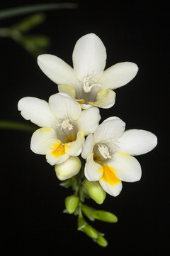 香雪兰花