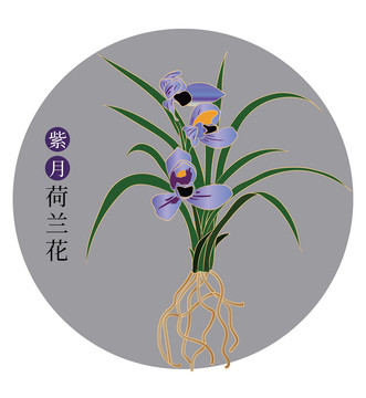 紫月荷兰花