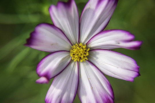 格桑花