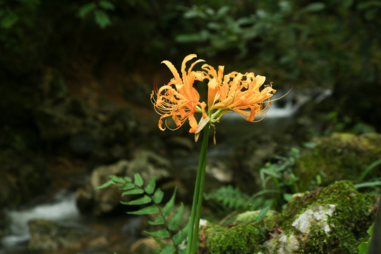 山林里的黄色彼岸花