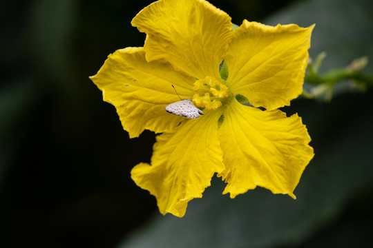 丝瓜花