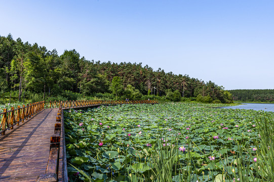 荷花盛开的长春净月潭公园风景