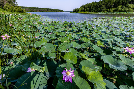 荷花盛开的长春净月潭公园风景