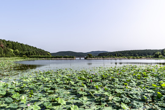 荷花盛开的长春净月潭公园风景