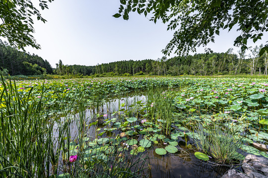 荷花盛开的长春净月潭公园风景