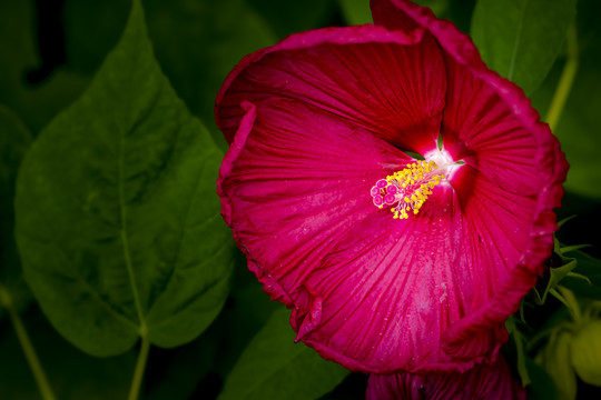 盛开的芙容葵