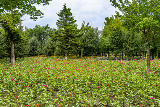 中国长春百花园夏季风景