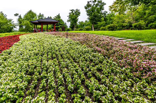 中国长春百花园夏季风景