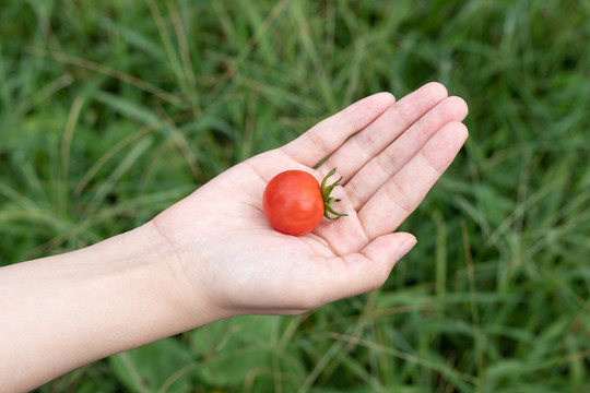 手心上的小西红柿