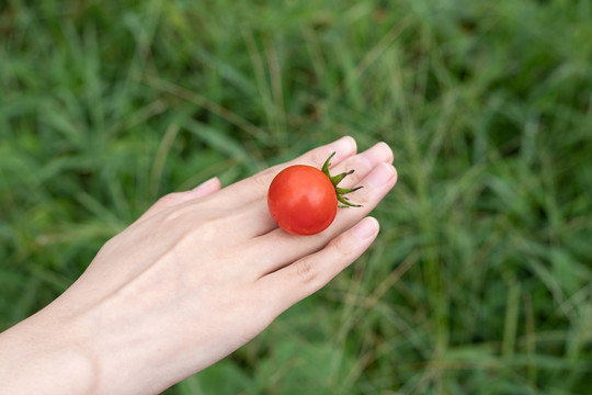 手背上的小西红柿