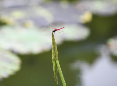 红蜻蜓