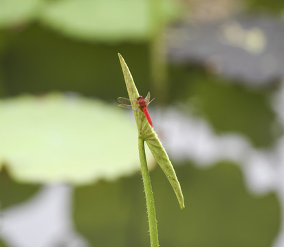 红蜻蜓