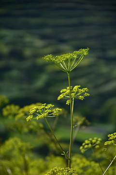 羌活花