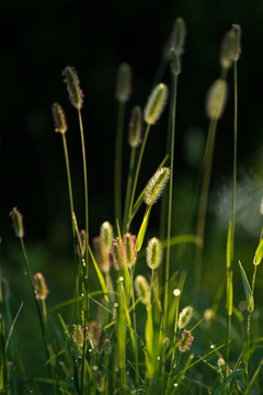 狗尾巴草