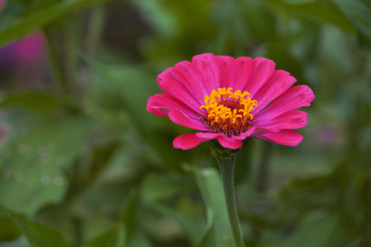 百日菊