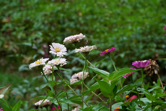 百日菊