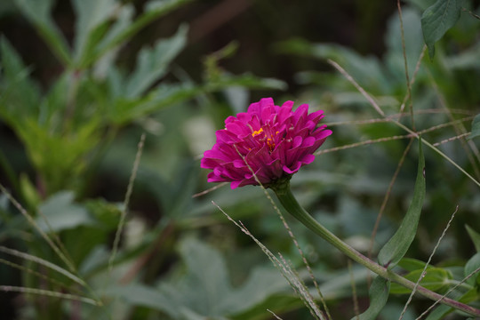 百日菊