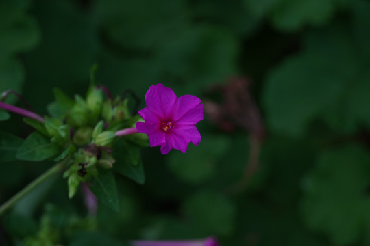 紫茉莉