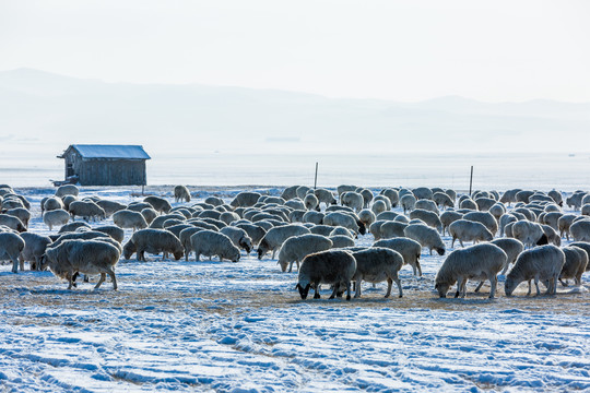 冬季雪地羊群放牧