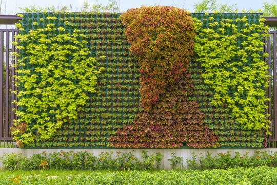 绿植墙