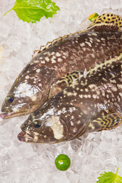 生鲜石斑鱼