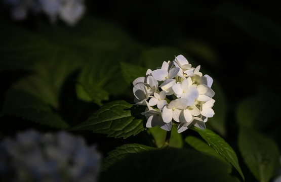 绣球花