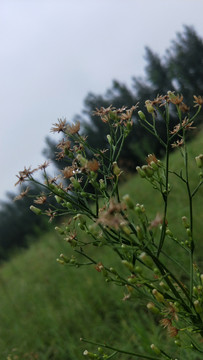 野草花