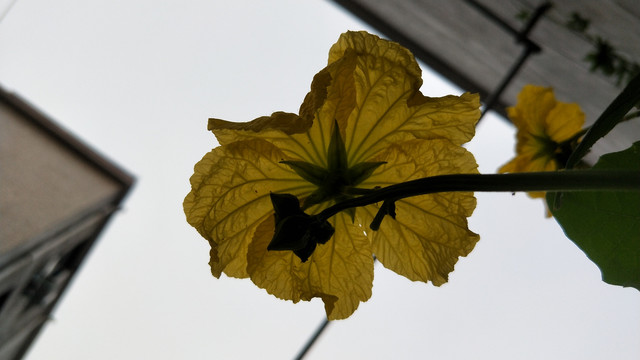 絲瓜花
