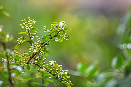 植物特写