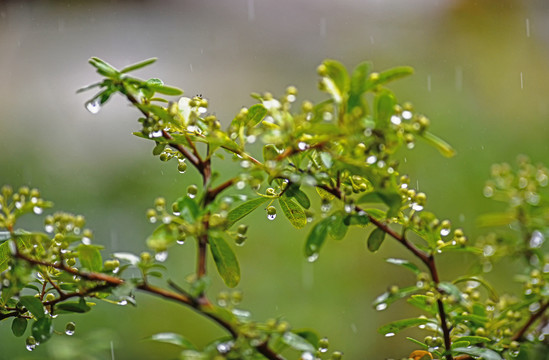 植物特写