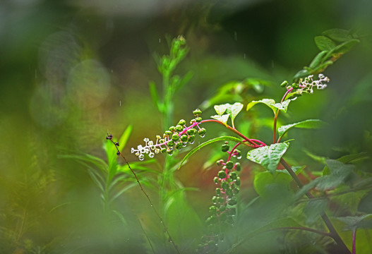 植物特写